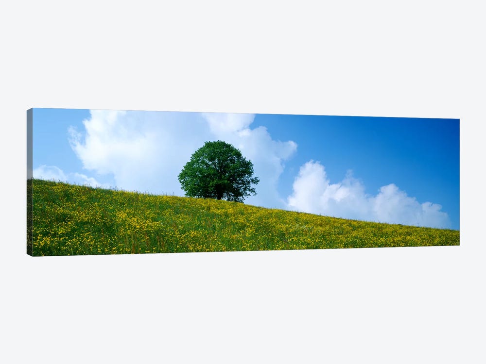 Green Hill w/ flowers & tree Canton Zug Switzerland by Panoramic Images 1-piece Canvas Wall Art