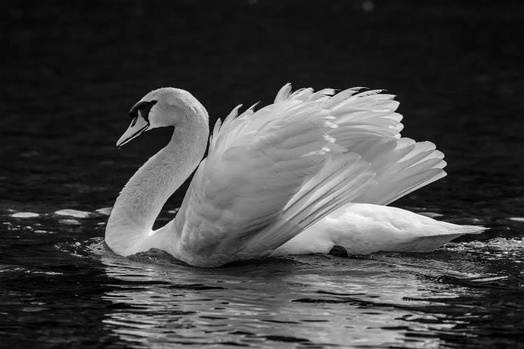 Mute Swan Displaying Plumage In Lake, Sooke, Vancouver Island, British Columbia, Canada