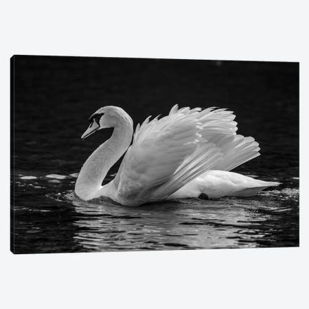 Mute Swan Displaying Plumage In Lake, Sooke, Vancouver Island, British Columbia, Canada Canvas Print #PIM16201} by Panoramic Images Canvas Artwork