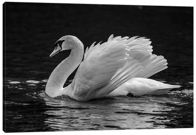 Mute Swan Displaying Plumage In Lake, Sooke, Vancouver Island, British Columbia, Canada Canvas Art Print - Swan Art