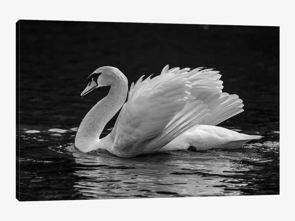 Mute Swan Displaying Plumage In Lake, Sooke, Vancouver Island, British Columbia, Canada 1-piece Canvas Artwork