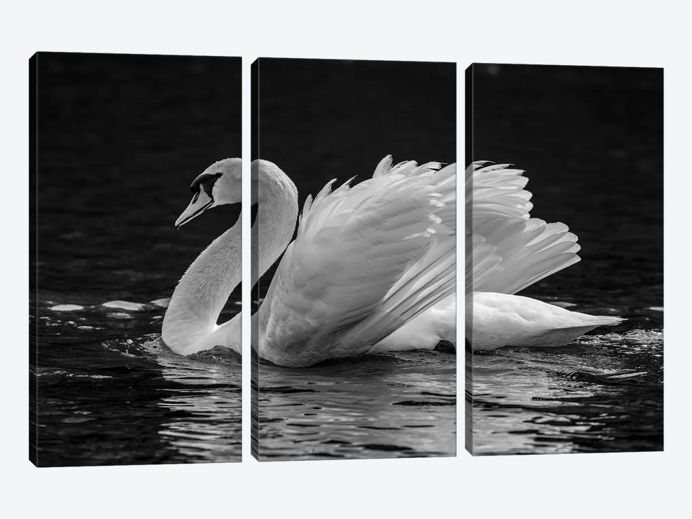 Mute Swan Displaying Plumage In Lake, Sooke, Vancouver Island, British Columbia, Canada by Panoramic Images 3-piece Canvas Artwork