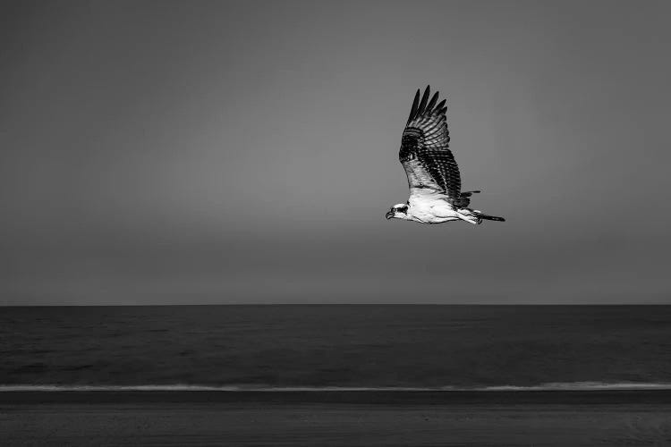 Osprey Flying Over Beach Of Gulf Of California, Baja California Sur, Mexico