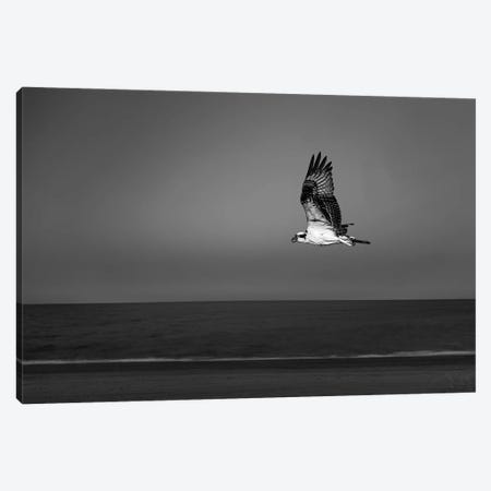 Osprey Flying Over Beach Of Gulf Of California, Baja California Sur, Mexico Canvas Print #PIM16206} by Panoramic Images Art Print