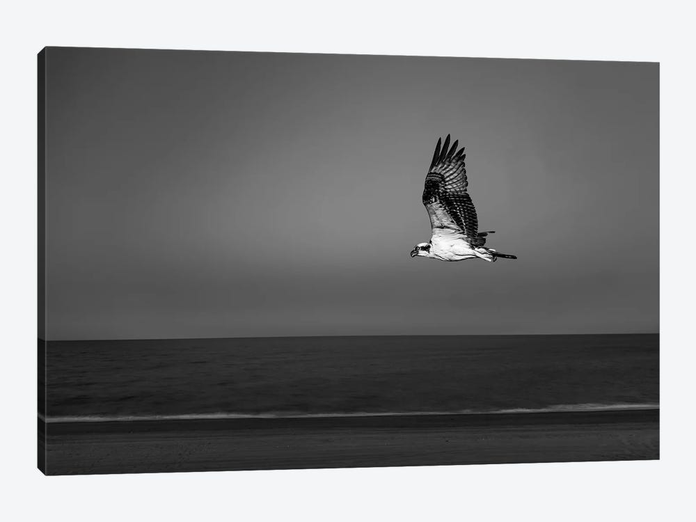Osprey Flying Over Beach Of Gulf Of California, Baja California Sur, Mexico by Panoramic Images 1-piece Art Print