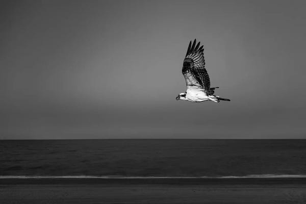 Mexico: Osprey Flying Over Beach Of Gulf Of California, Baja California Sur, Mexico by Panoramic Images