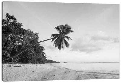 Palm Trees On The Beach, Fairyland Beach, Mahe Island, Seychelles Canvas Art Print - Tropical Beach Art