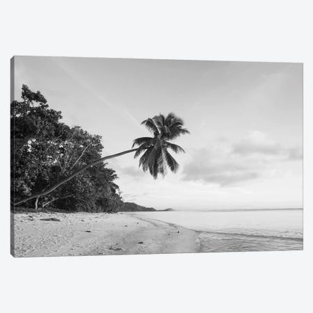 Palm Trees On The Beach, Fairyland Beach, Mahe Island, Seychelles Canvas Print #PIM16207} by Panoramic Images Canvas Print