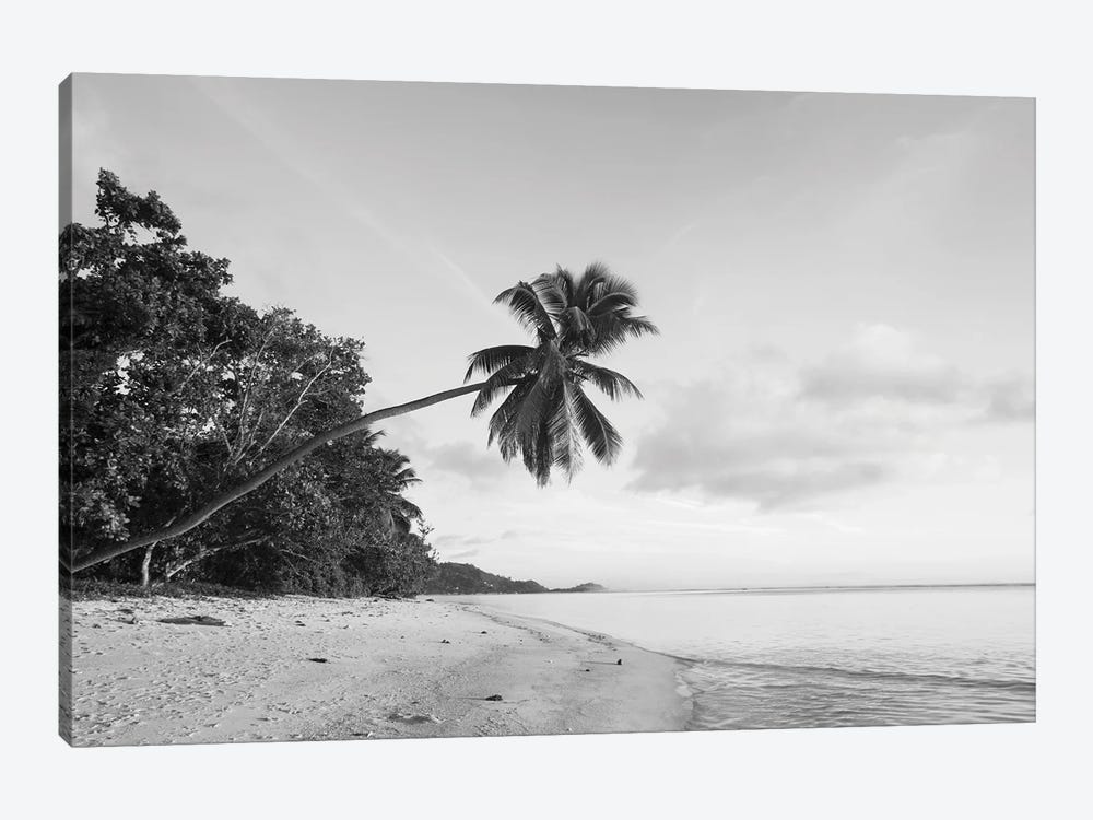 Palm Trees On The Beach, Fairyland Beach, Mahe Island, Seychelles by Panoramic Images 1-piece Canvas Art