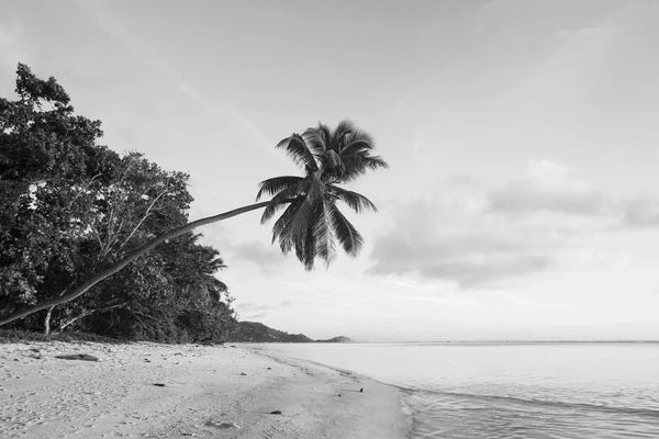 Seychelles: Palm Trees On The Beach, Fairyland Beach, Mahe Island, Seychelles by Panoramic Images