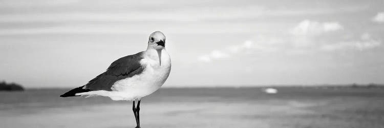 Seagull At The Seaside, Florida, USA