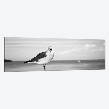 Seagull At The Seaside, Florida, USA Canvas Print #PIM16225} by Panoramic Images Canvas Art Print