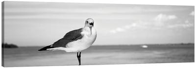 Seagull At The Seaside, Florida, USA Canvas Art Print