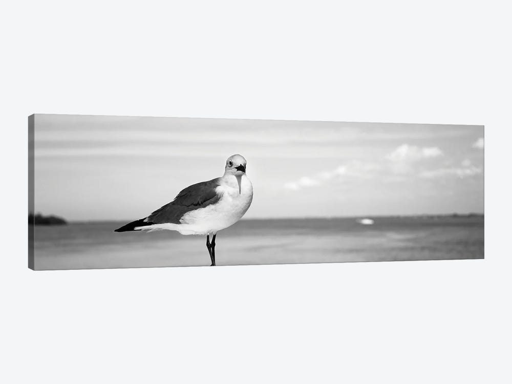 Seagull At The Seaside, Florida, USA by Panoramic Images 1-piece Canvas Art