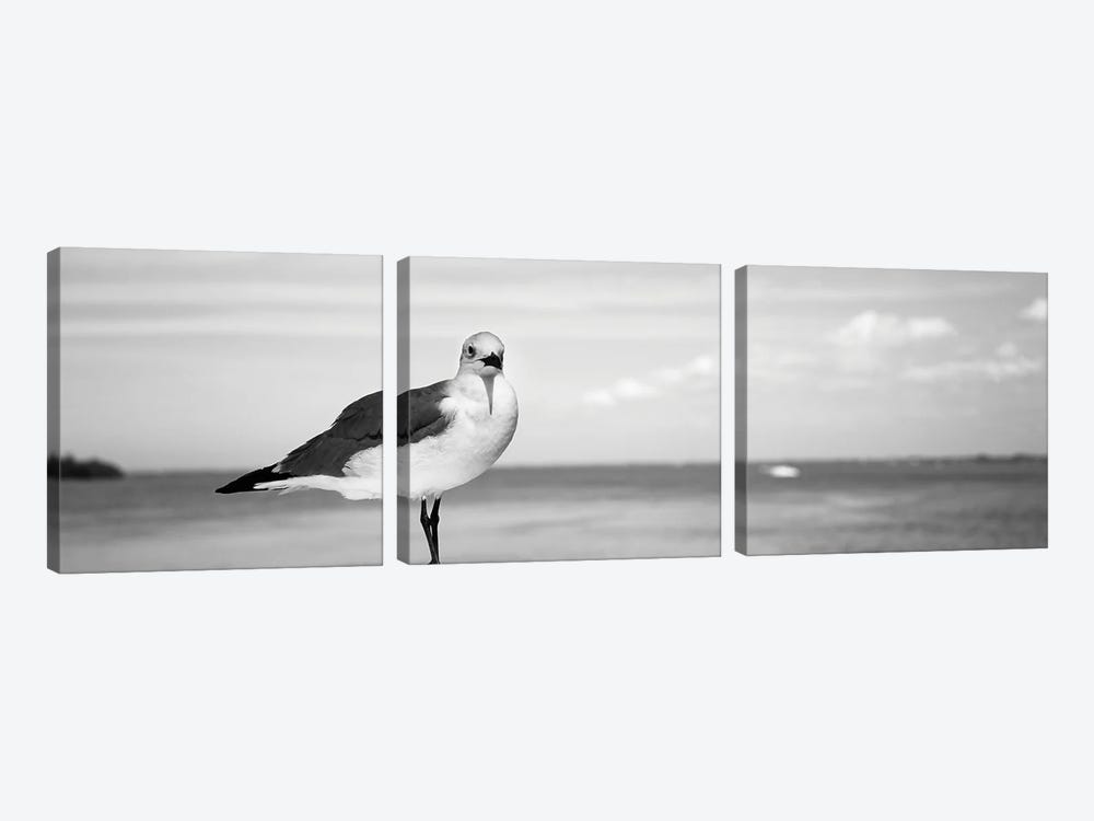 Seagull At The Seaside, Florida, USA by Panoramic Images 3-piece Canvas Artwork