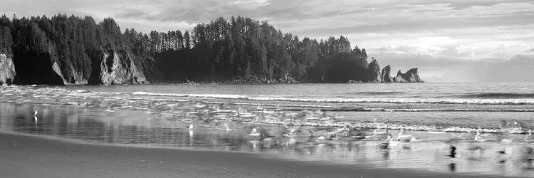 Seagulls On Beach, Second Beach, Olympic National Park, Washington, USA