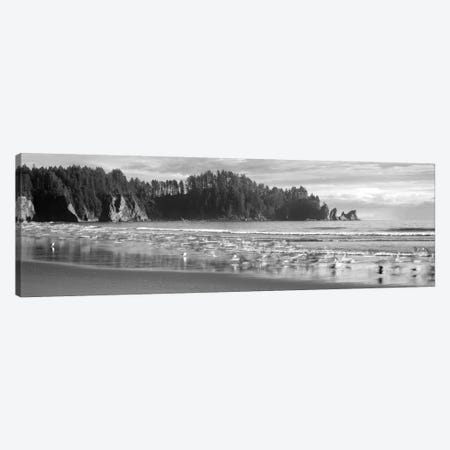 Seagulls On Beach, Second Beach, Olympic National Park, Washington, USA Canvas Print #PIM16226} by Panoramic Images Canvas Print