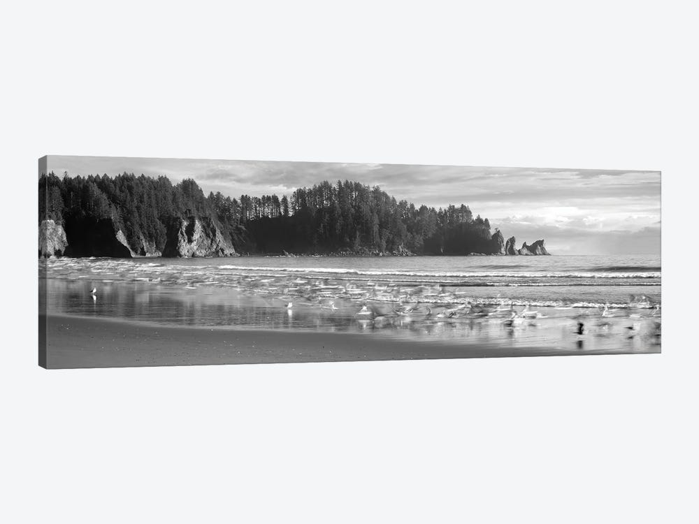 Seagulls On Beach, Second Beach, Olympic National Park, Washington, USA by Panoramic Images 1-piece Canvas Print