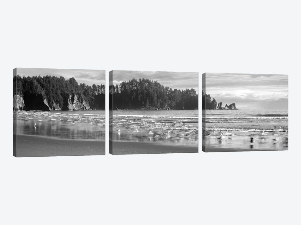 Seagulls On Beach, Second Beach, Olympic National Park, Washington, USA by Panoramic Images 3-piece Canvas Print