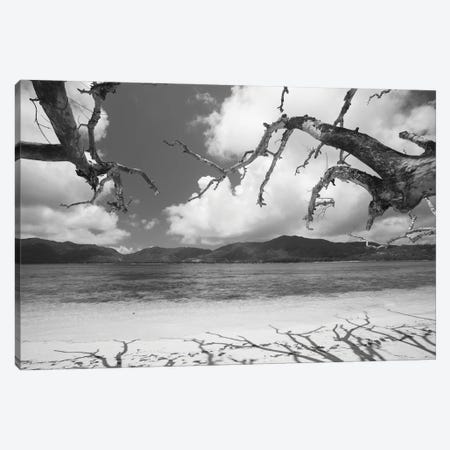 Shadow Of Bare Trees On The Beach, Anse St. Jose Bay, Curieuse Island, Seychelles Canvas Print #PIM16229} by Panoramic Images Canvas Art
