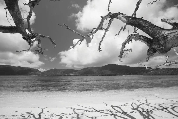 Shadow Of Bare Trees On The Beach, Anse St. Jose Bay, Curieuse Island, Seychelles