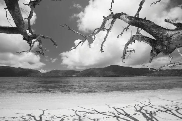 Seychelles: Shadow Of Bare Trees On The Beach, Anse St. Jose Bay, Curieuse Island, Seychelles by Panoramic Images