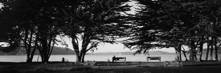 Trees In A Field, Crissy Field, San Francisco, California, USA