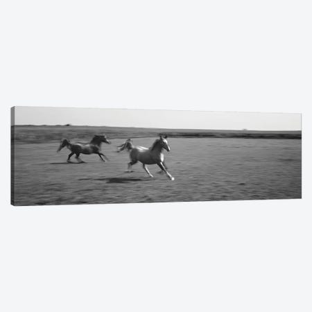 Two Arabian Horses Running On Grassland, Stelle, Ford County, Illinois, USA Canvas Print #PIM16258} by Panoramic Images Art Print
