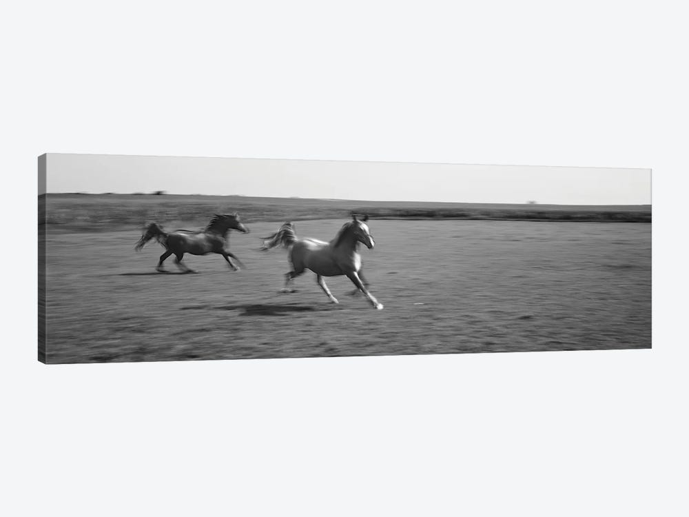 Two Arabian Horses Running On Grassland, Stelle, Ford County, Illinois, USA by Panoramic Images 1-piece Canvas Wall Art