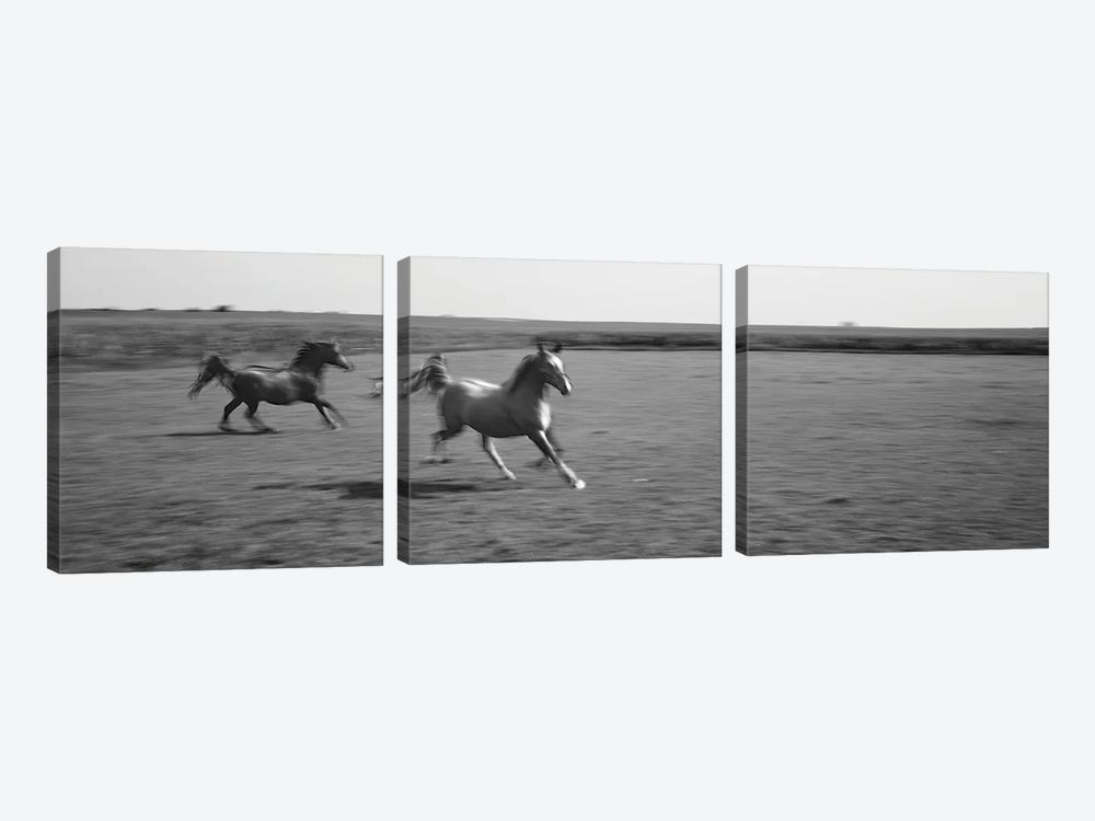 Two Arabian Horses Running On Grassland, Stelle, Ford County, Illinois, USA by Panoramic Images 3-piece Canvas Artwork