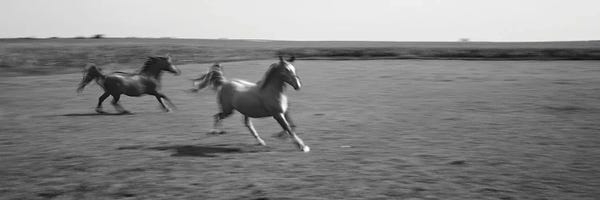 Two Arabian Horses Running On Grassland, Stelle, Ford County, Illinois, USA