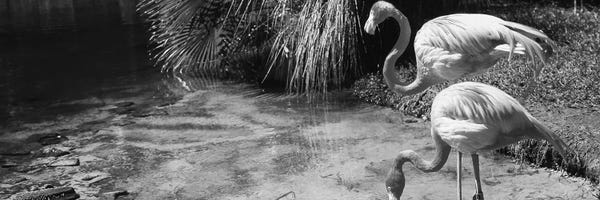 Two Famingos By A Pond, Jungle Gardens, Sarasota, Florida, USA