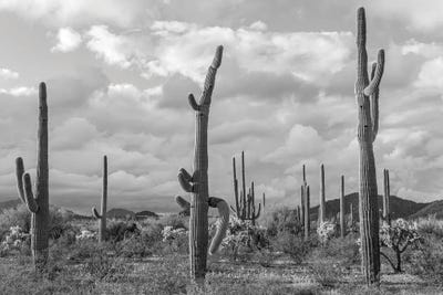 Various Cactus Plants In A Desert, Organ Pipe Cactus National Monument, Arizona, USA by Panoramic Images canvas print