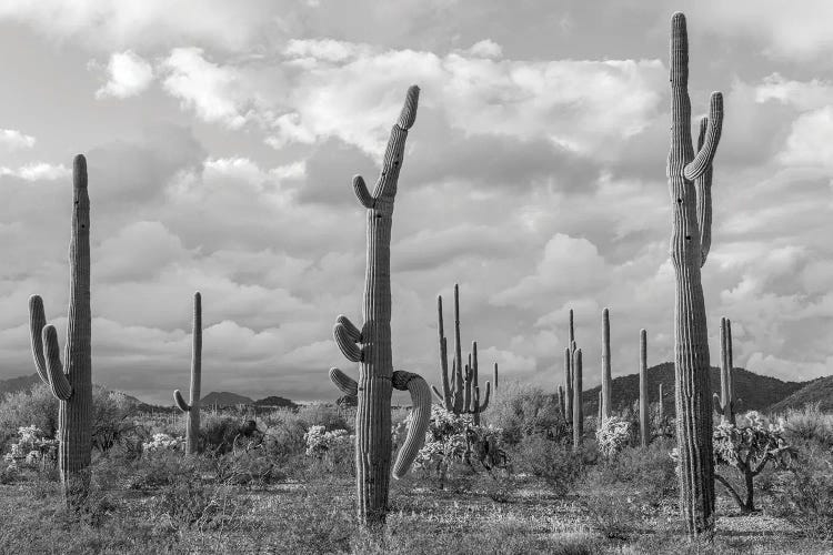 Various Cactus Plants In A Desert, Organ Pipe Cactus National Monument, Arizona, USA