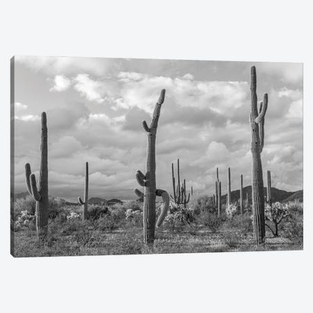 Various Cactus Plants In A Desert, Organ Pipe Cactus National Monument, Arizona, USA Canvas Print #PIM16262} by Panoramic Images Canvas Artwork