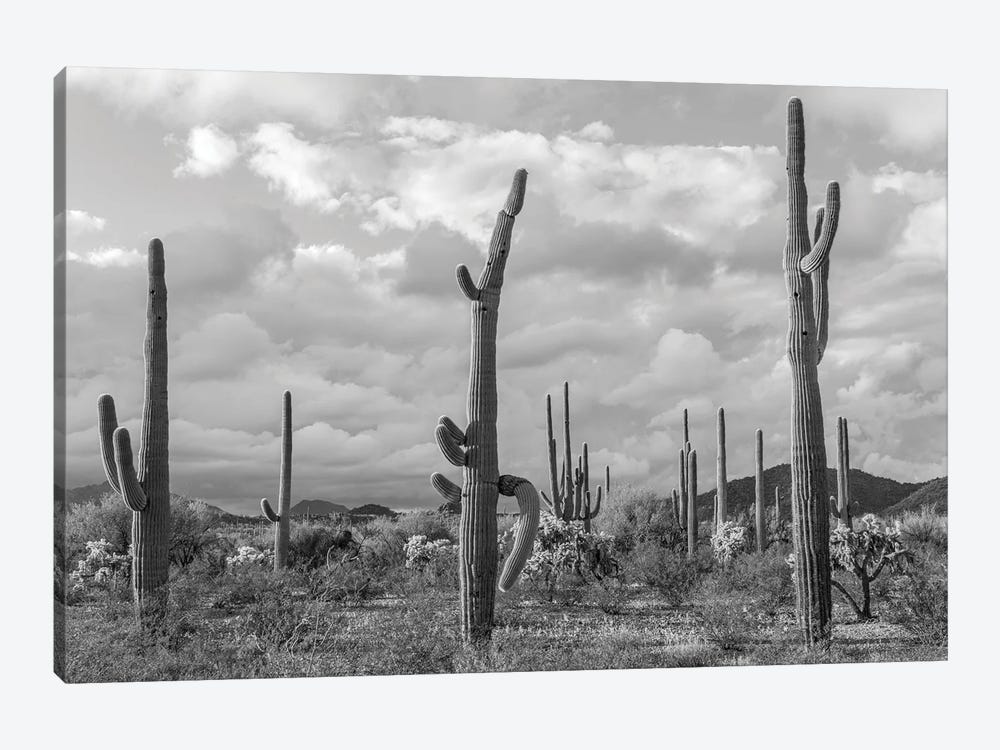 Various Cactus Plants In A Desert, Organ Pipe Cactus National Monument, Arizona, USA by Panoramic Images 1-piece Canvas Art Print
