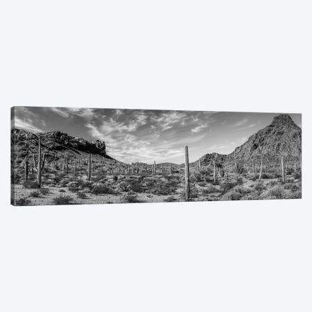 Black Arizona Series - Cactus Sunr - Canvas Print | Philippe Hugonnard