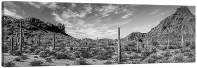 Various Cactus Plants In A Desert, Organ Pipe Cactus National Monument, Arizona, USA Canvas Art Print - Black & White Photography