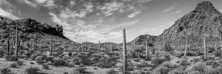 Various Cactus Plants In A Desert, Organ Pipe Cactus National Monument, Arizona, USA