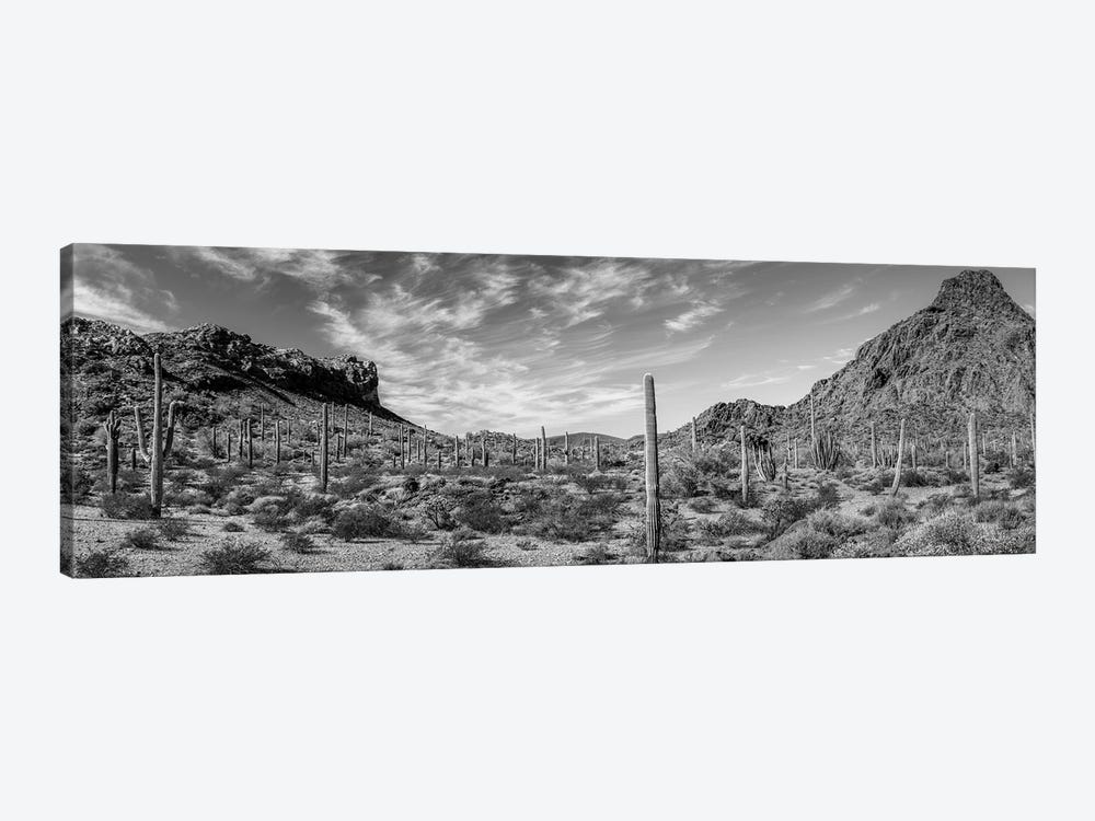 Various Cactus Plants In A Desert, Organ Pipe Cactus National Monument, Arizona, USA by Panoramic Images 1-piece Canvas Artwork