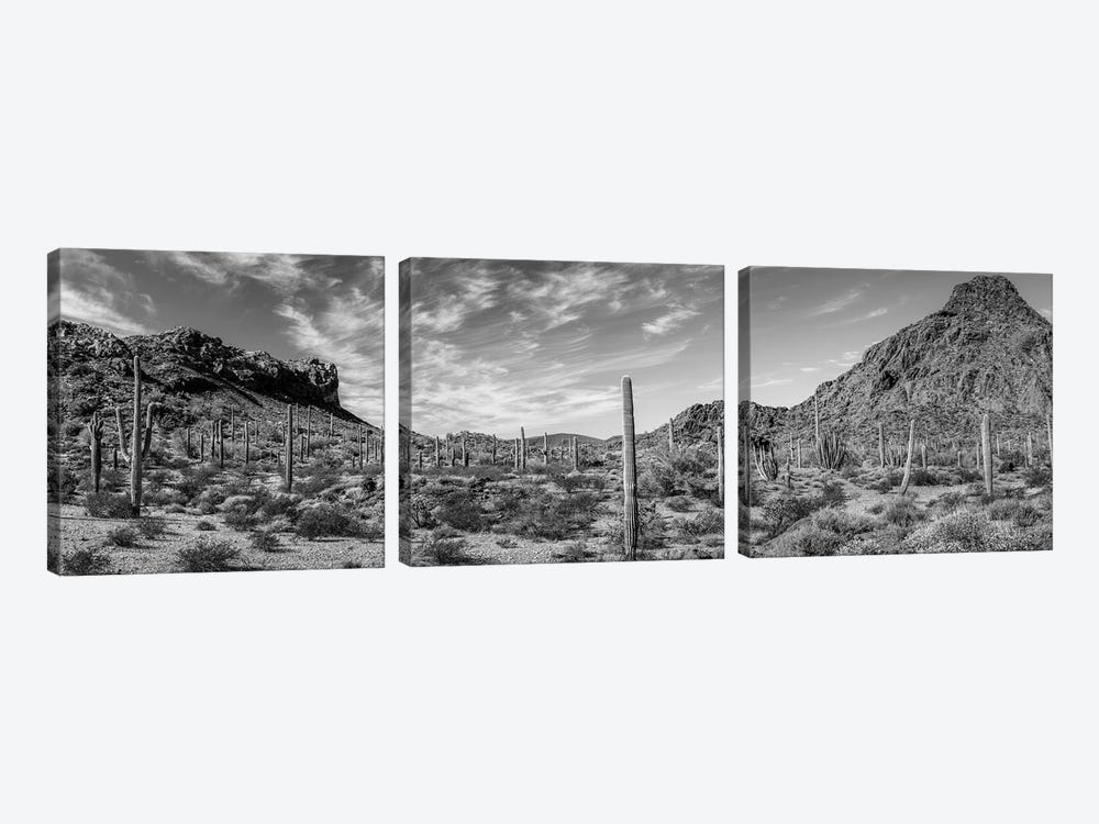 Various Cactus Plants In A Desert, Organ Pipe Cactus National Monument, Arizona, USA by Panoramic Images 3-piece Canvas Artwork
