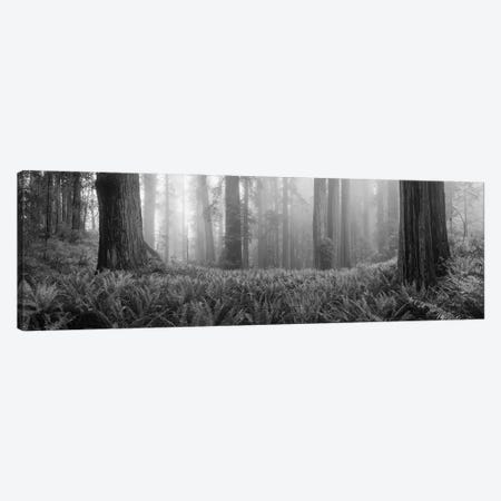 Vine Maple Trees In A Forest, Mt Hood, Oregon, USA Canvas Print #PIM16268} by Panoramic Images Canvas Wall Art