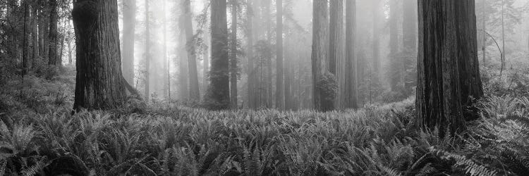 Vine Maple Trees In A Forest, Mt Hood, Oregon, USA