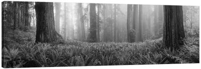 Vine Maple Trees In A Forest, Mt Hood, Oregon, USA Canvas Art Print - Cascade Range Art