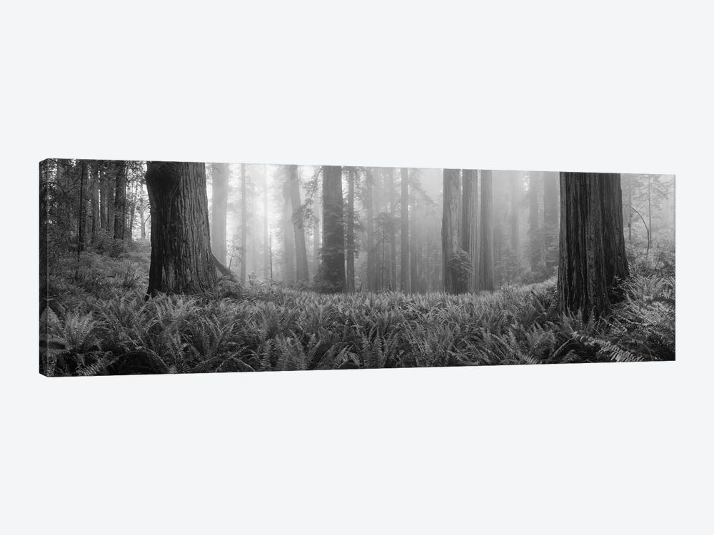 Vine Maple Trees In A Forest, Mt Hood, Oregon, USA by Panoramic Images 1-piece Art Print