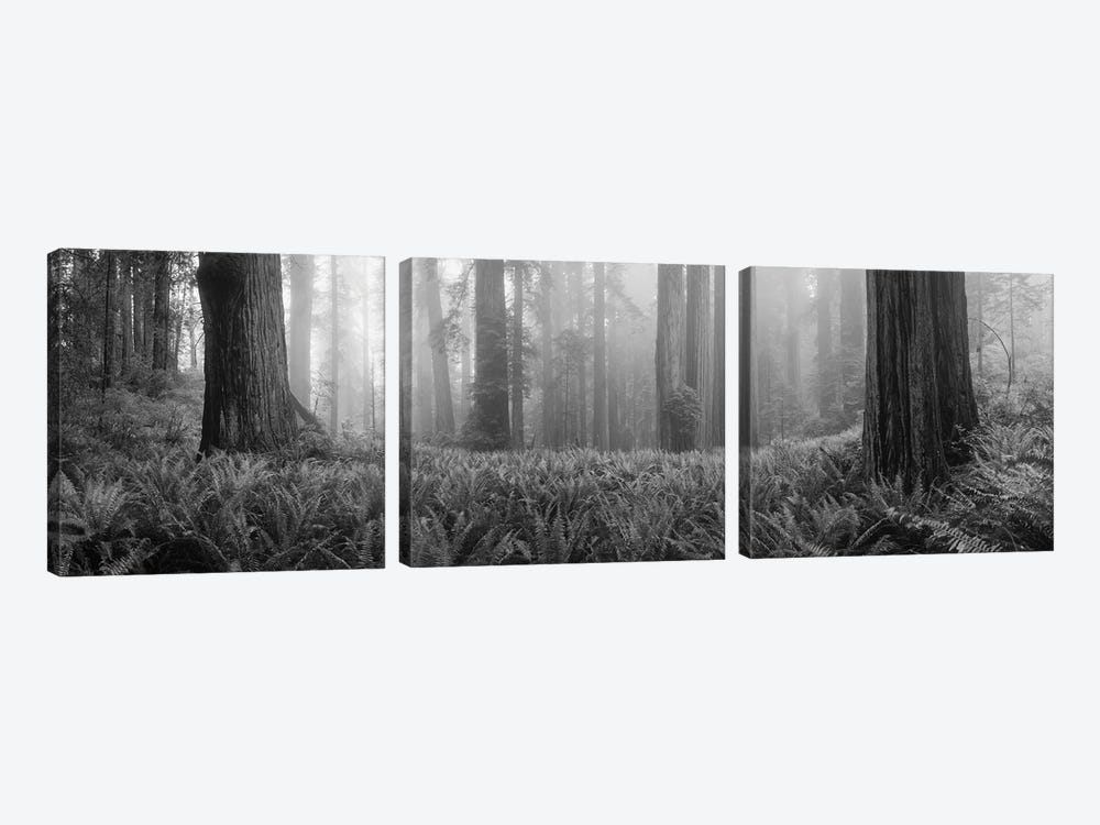 Vine Maple Trees In A Forest, Mt Hood, Oregon, USA by Panoramic Images 3-piece Canvas Print