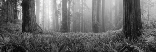 Oregon: Vine Maple Trees In A Forest, Mt Hood, Oregon, USA by Panoramic Images