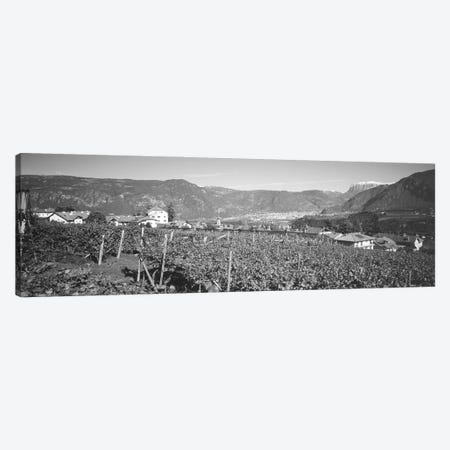 Vineyard, San Paolo, Bolzano, Italy Canvas Print #PIM16269} by Panoramic Images Canvas Art