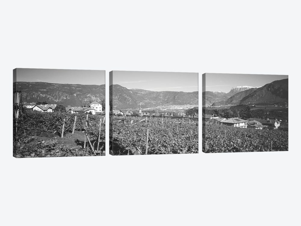 Vineyard, San Paolo, Bolzano, Italy by Panoramic Images 3-piece Canvas Art
