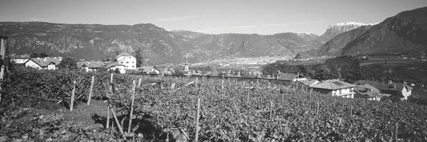 Trentino-South Tyrol: Vineyard, San Paolo, Bolzano, Italy by Panoramic Images